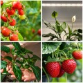 Przykładowe rośliny uprawiane przy użyciu lampy LED GROWLY 15W – pomidory, papryka i truskawki w różnych fazach wzrostu.