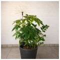 Lampki solarne imitujące sztuczne ognie umieszczone w donicy z rośliną domową. Dekoracyjne lampki LED typu firework tworzą przytulne oświetlenie tarasu, balkonu lub wnętrza domu.