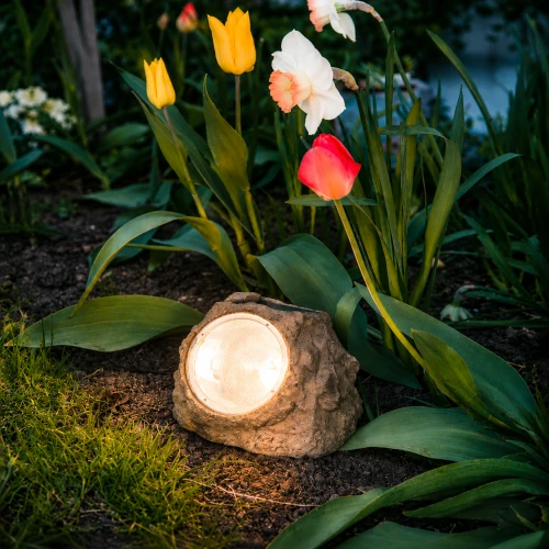 Solarna lampa ogrodowa w kształcie kamienia emitująca ciepłe światło LED, ustawiona wśród tulipanów i żonkili na rabacie kwiatowej.