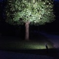 Reflektor ogrodowy LED oświetlający drzewo liściaste nocą, punktowe światło skierowane na koronę drzewa w ogrodzie.
