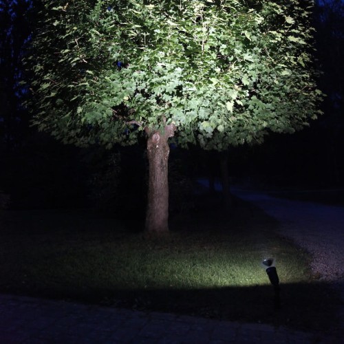 Reflektor ogrodowy LED oświetlający drzewo liściaste nocą, punktowe światło skierowane na koronę drzewa w ogrodzie.