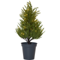Sztuczne drzewko THUJA z podświetleniem LED w ciemnej doniczce, sfotografowane na białym tle.