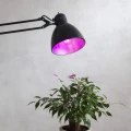Lampa z żarówką LED do roślin emitującą fioletowe światło, oświetlenie roślin doniczkowych w domowych warunkach.