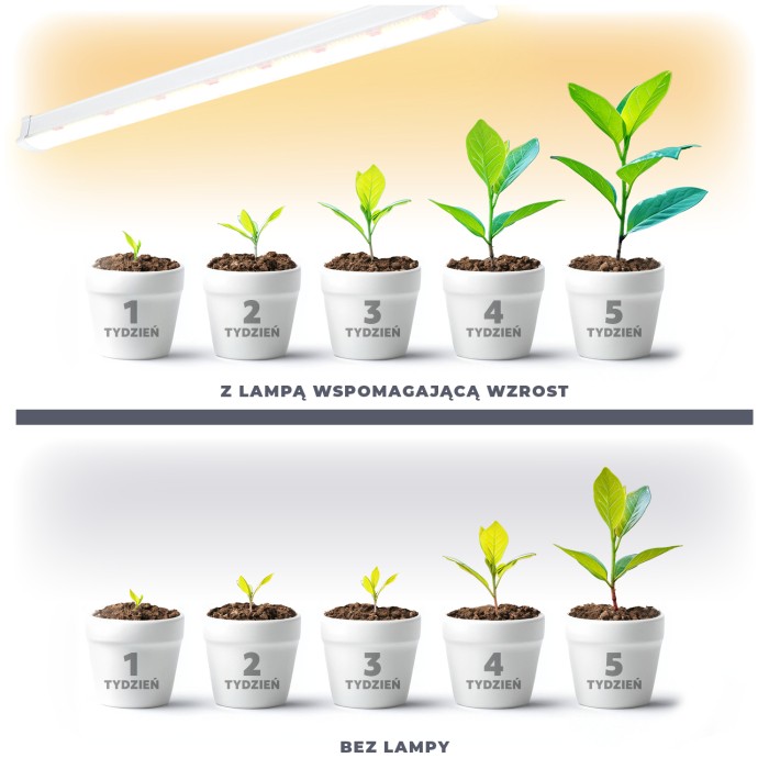 Infografika porównująca wzrost roślin z lampą LED GROWLY 15W i bez dodatkowego doświetlania, pokazująca różnice w rozwoju na przestrzeni tygodni.