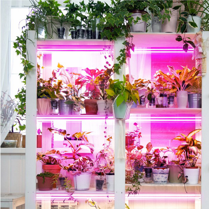 Regał z roślinami oświetlony lampami LED GROWLY, równomierne doświetlanie roślin pokojowych na kilku poziomach półek.