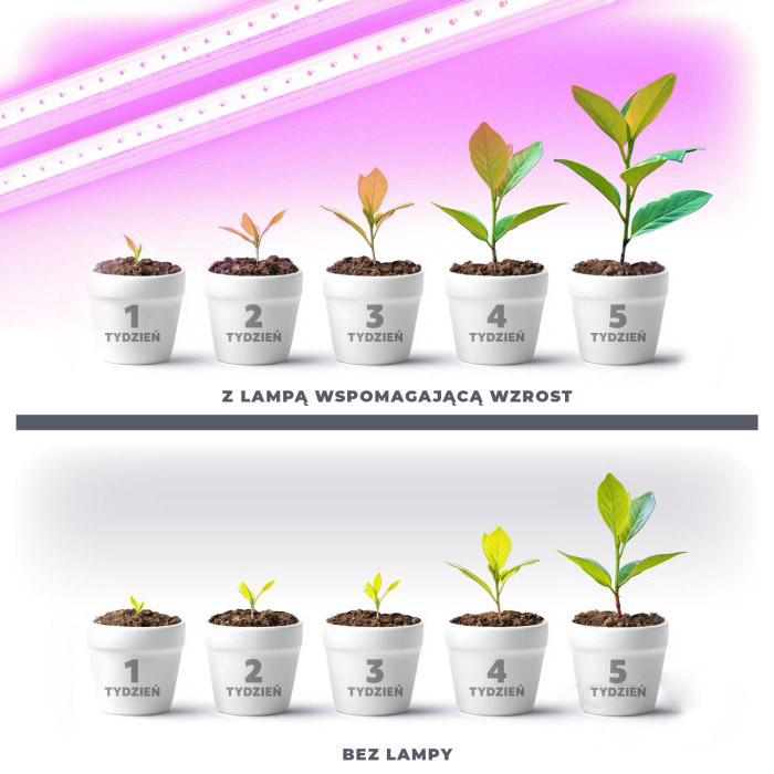 Porównanie wzrostu roślin tydzień po tygodniu – z lampą LED wspomagającą wzrost oraz bez doświetlania, infografika efektów światła LED dla roślin.