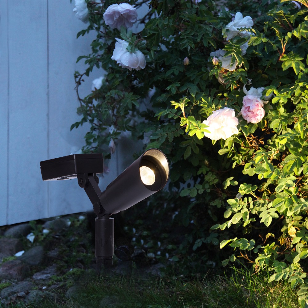 Solarny reflektor ogrodowy LED oświetlający krzew róż przy domu. Punktowe, ciepłe światło podkreślające rośliny nocą, czarna oprawa z regulacją kierunku świecenia.